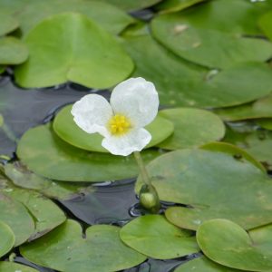 Frogbit-UK native-floating-pond-plant