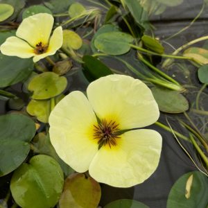 Hydrocleys-Nymphoides-floating-pond-plant