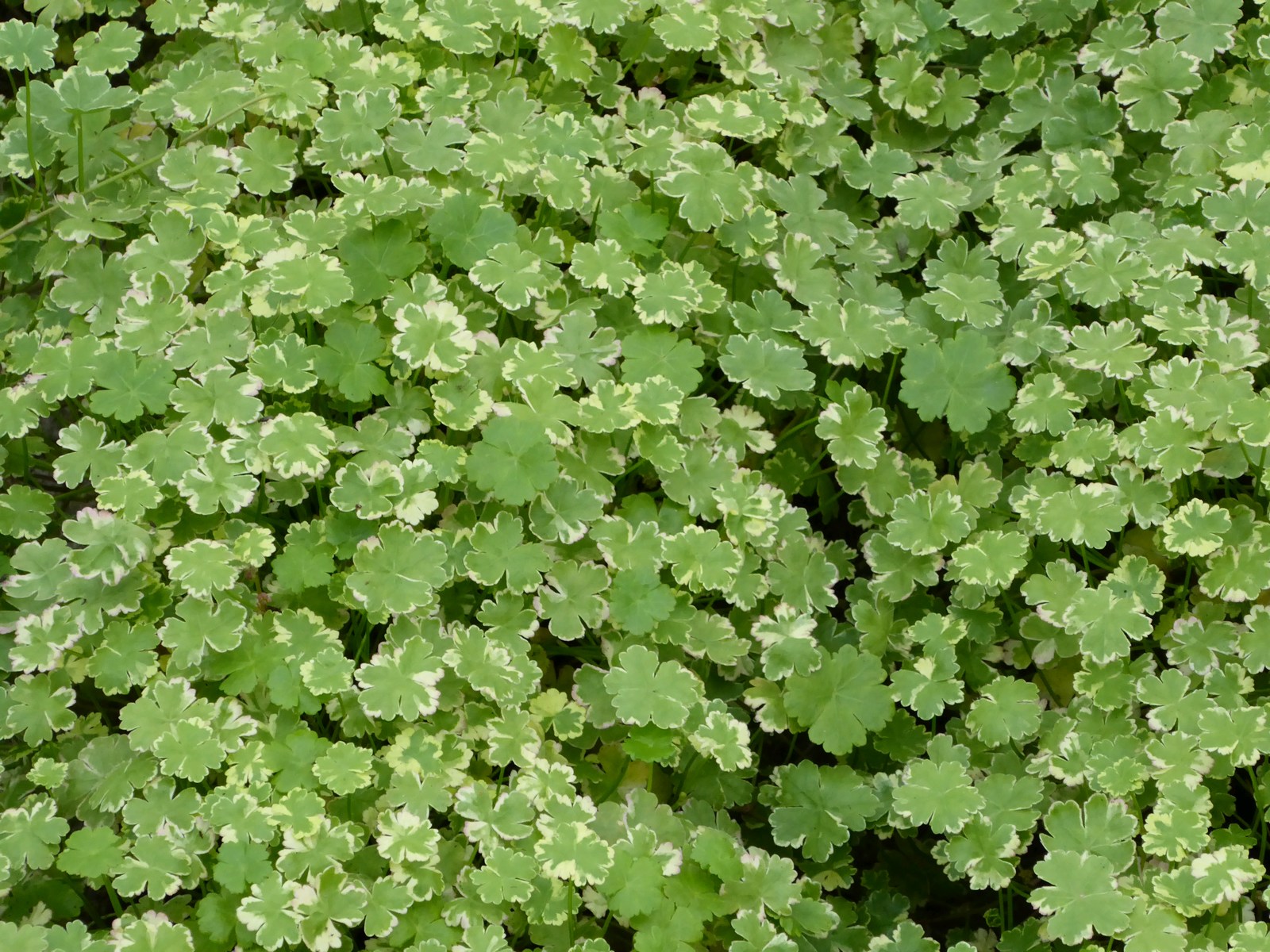 Hydrocotyle-sibthorpioides-variegata