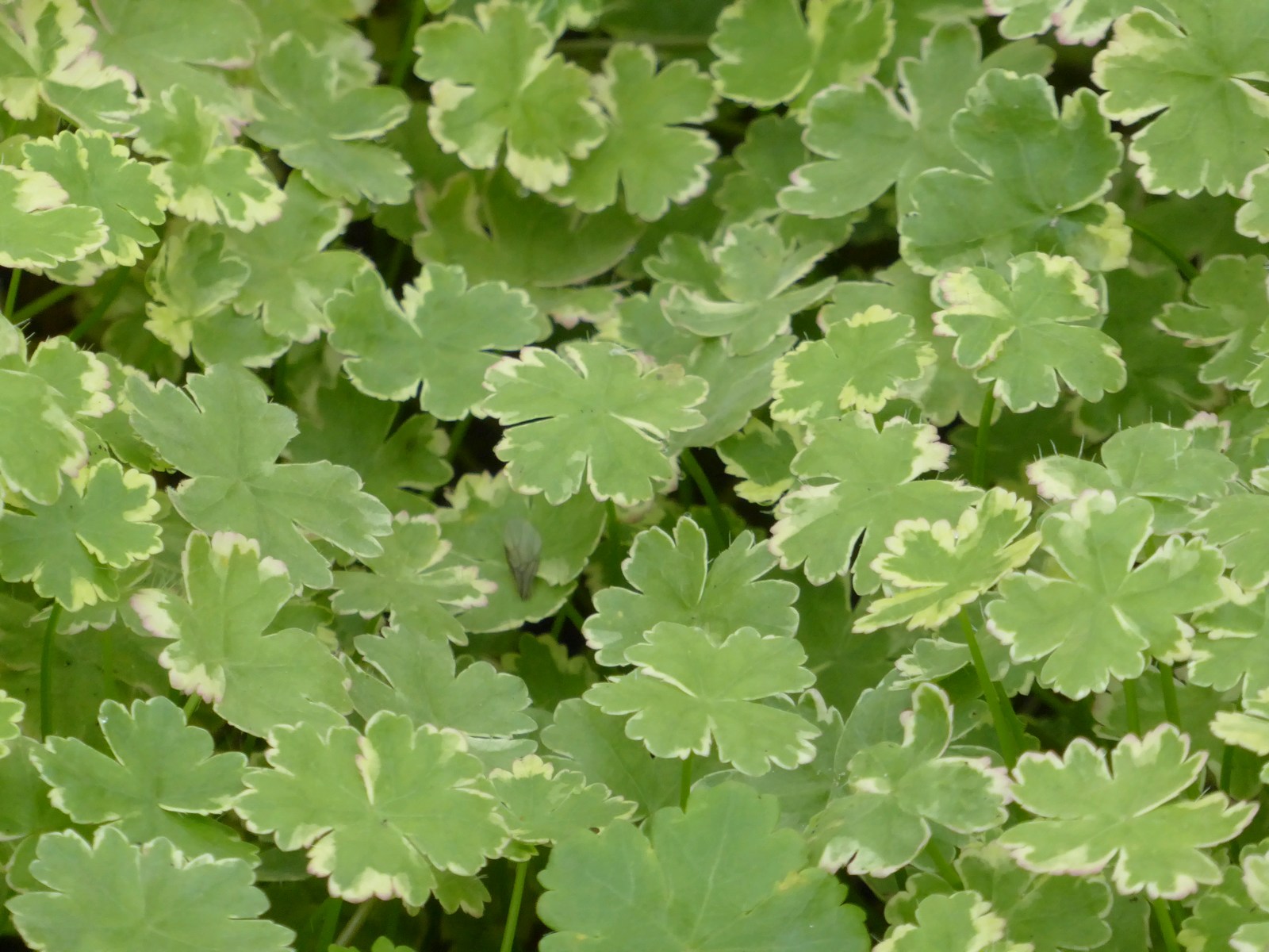 Hydrocotyle-sibthorpioides-variegata