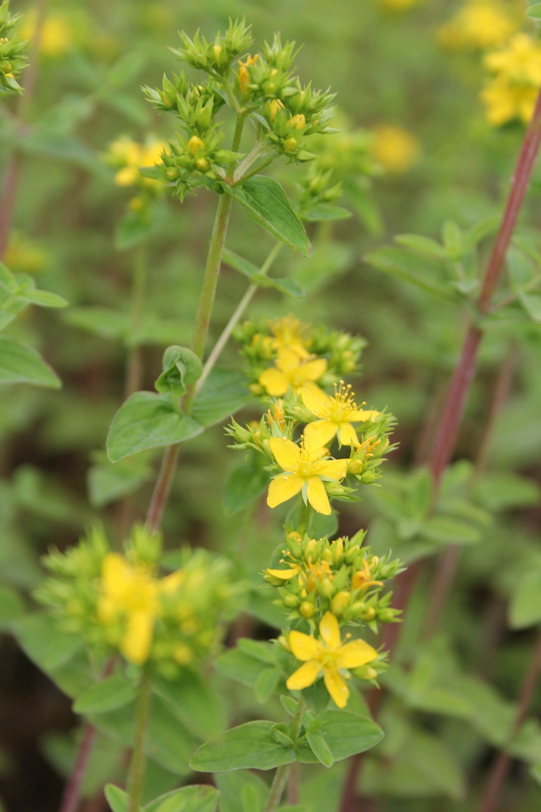 Hypericum tetrapterum (Square-stalked St John's Wort) – Marginal Pond Plant