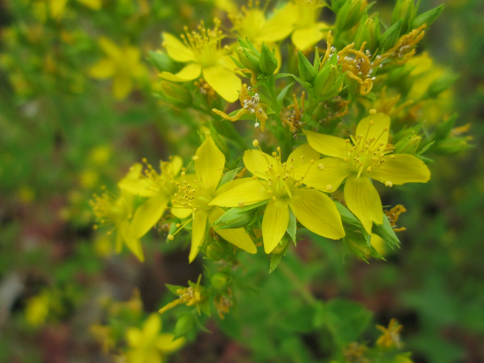 Hypericum-teptrapterum