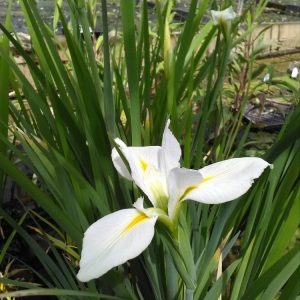 Iris louisiana 'Her Highness' – Marginal Pond Plant