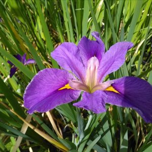 Iris louisiana 'Pegaletta' – Marginal Pond Plant