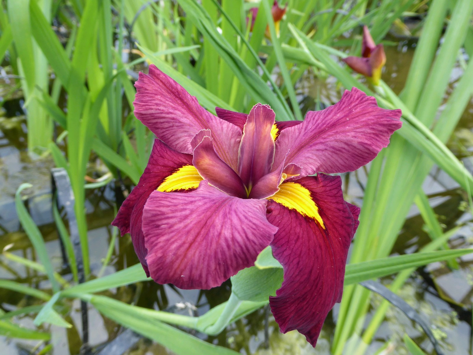 Iris-louisiana-_Ann-Chowning