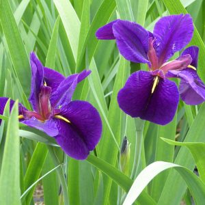 Iris louisiana 'Black Gamecock' – Marginal Pond Plant
