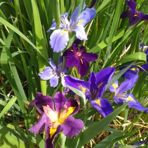 Iris louisiana 'Mixed' – Marginal Pond Plant