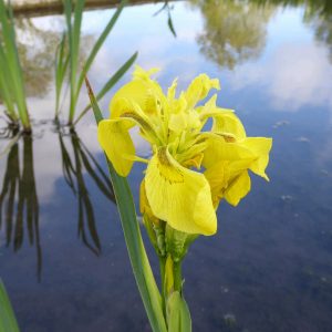 Iris pseudacorus (Yellow Flag) – Marginal Pond Plant
