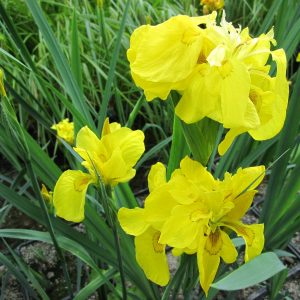 Iris pseudacorus 'Flore Pleno' – Marginal Pond Plant