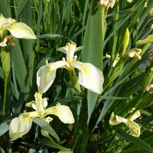 Iris pseudacorus bastardii – Marginal Pond Plant