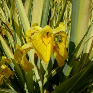 Iris pseudacorus 'Variegata' – Marginal Pond Plant