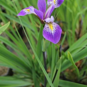 Iris robusta 'Gerald Darby' – Marginal Pond Plant