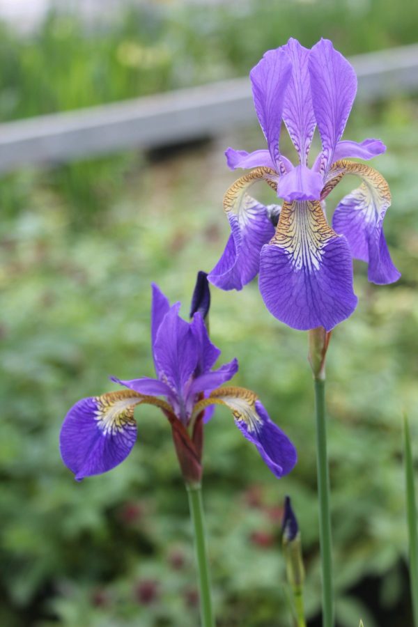 Iris sibirica (Siberian flag) marginal pond plant