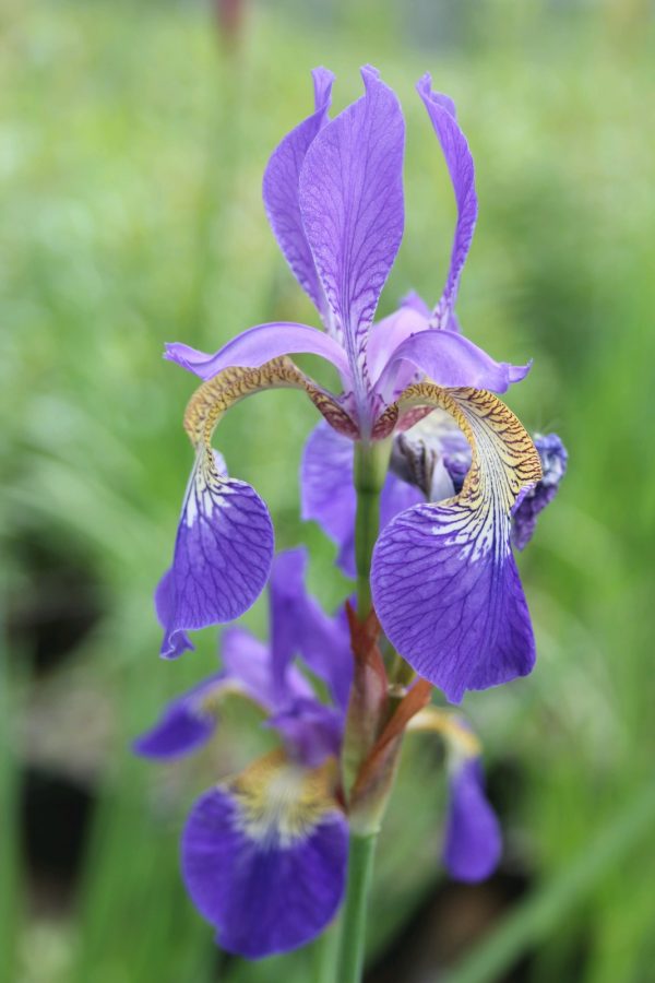 Iris-sibirica