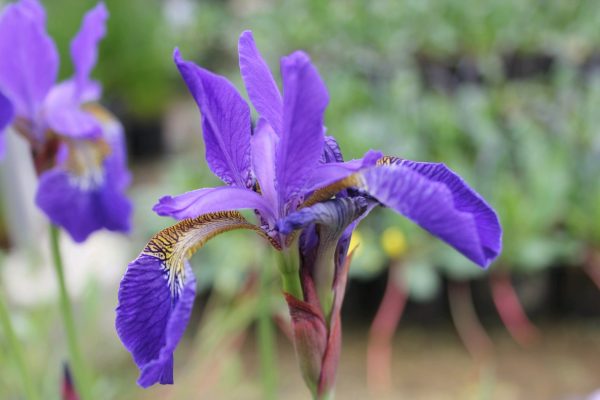 Iris-sibirica