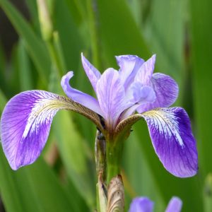 Iris versicolor ("Blue flag Poison flag") marginal pond plant