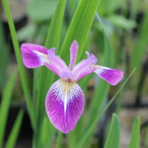 Iris-versicolor-_Kermesina-marginal-pond-plant