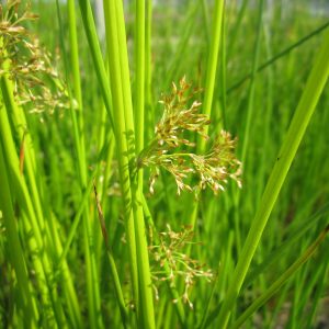 Juncus effusus (Soft rush) marginal pond plant