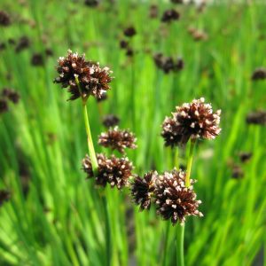 Juncus ensifolius (Flying Hedgehogs) marginal pond plant