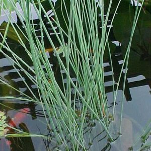 Juncus inflexus (Hard rush) marginal pond plant