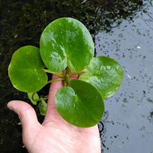Frogbit-Floating-pond-plant