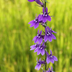 Lobelia vedrariensis (Purple Lobelia) marginal pond plant