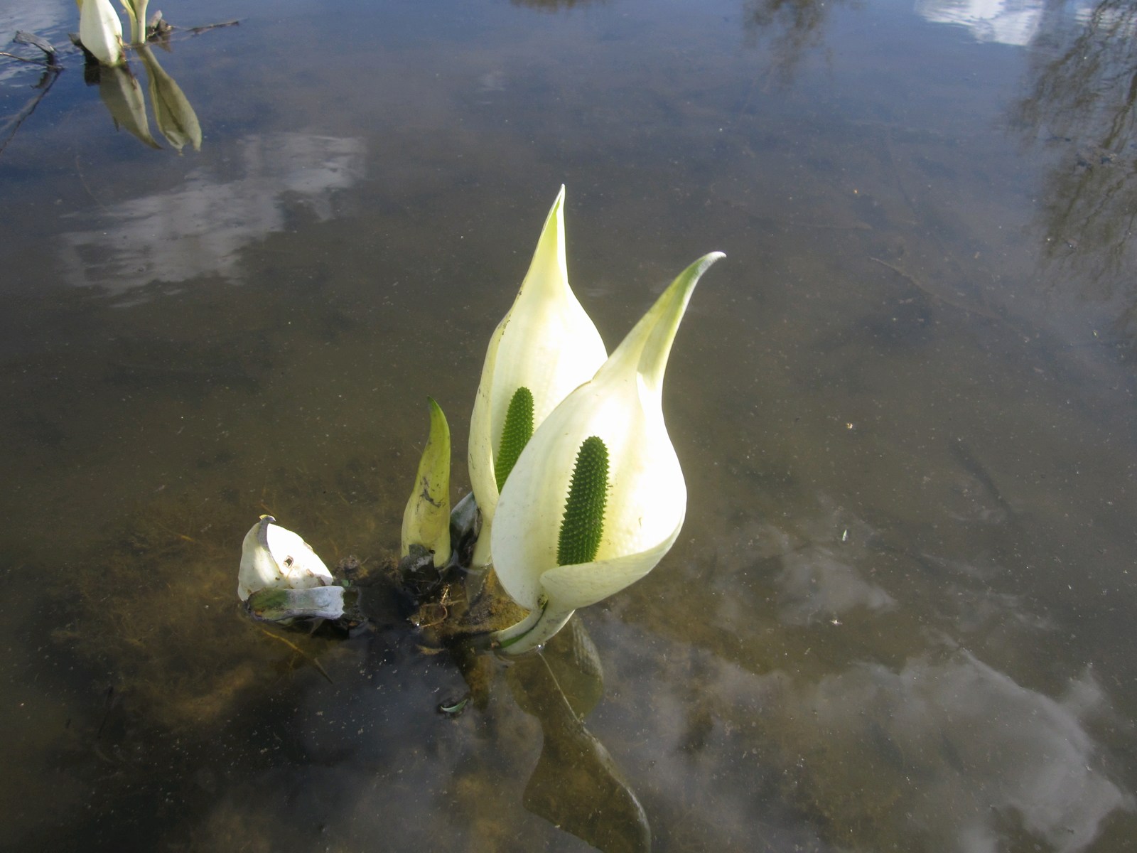 Lysichiton-camtschatcensis