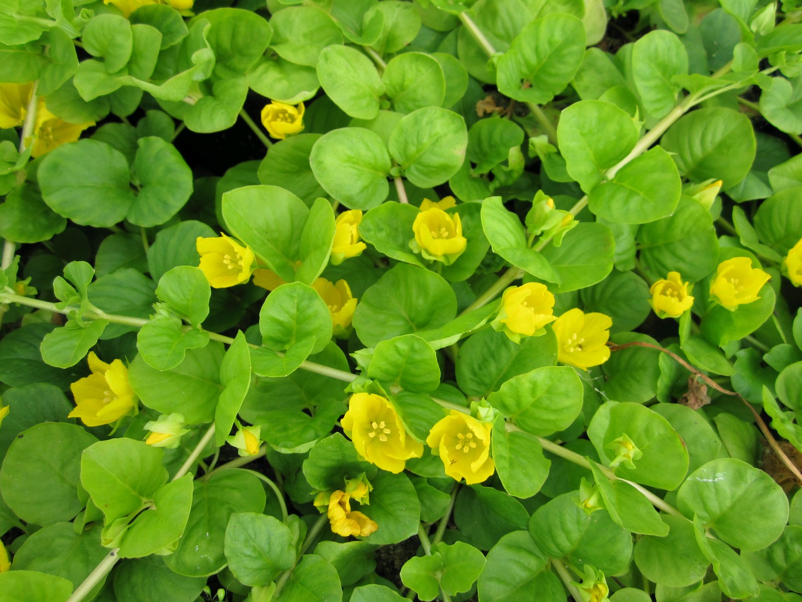 Lysimachia nummularia (Creeping Jenny) marginal pond plant