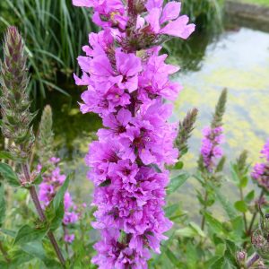 Lythrum salicaria (Purple Loosestrife) marginal pond plant