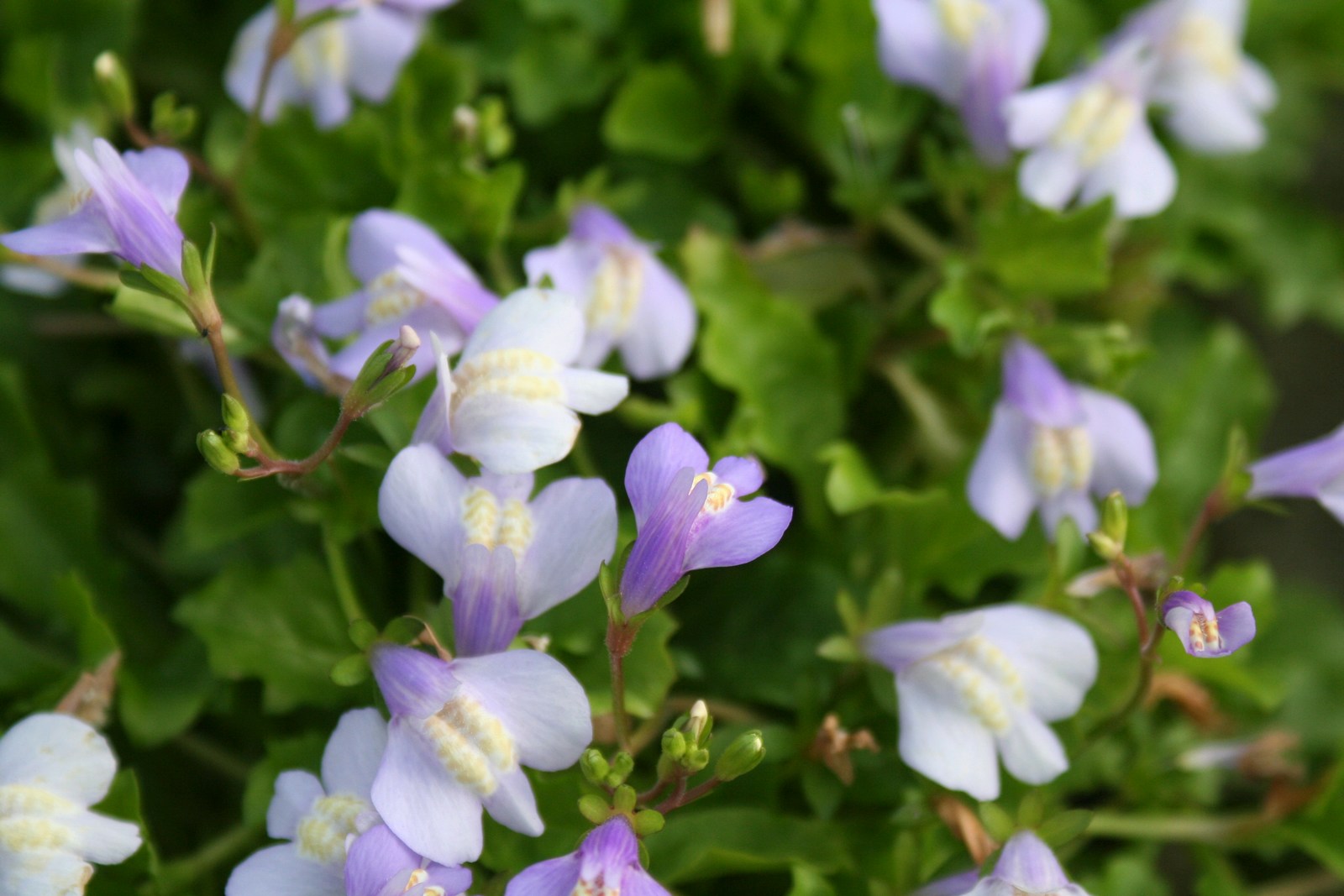 Mazus-reptans