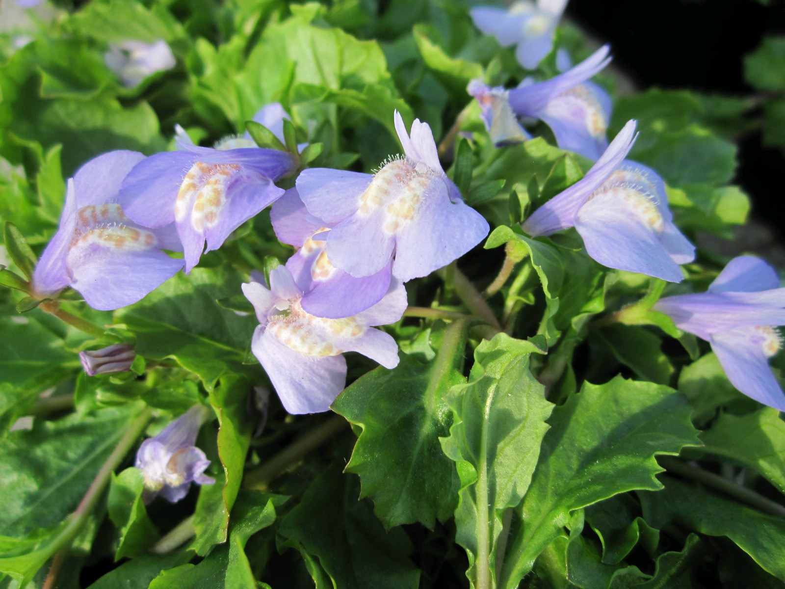 Mazus-reptans