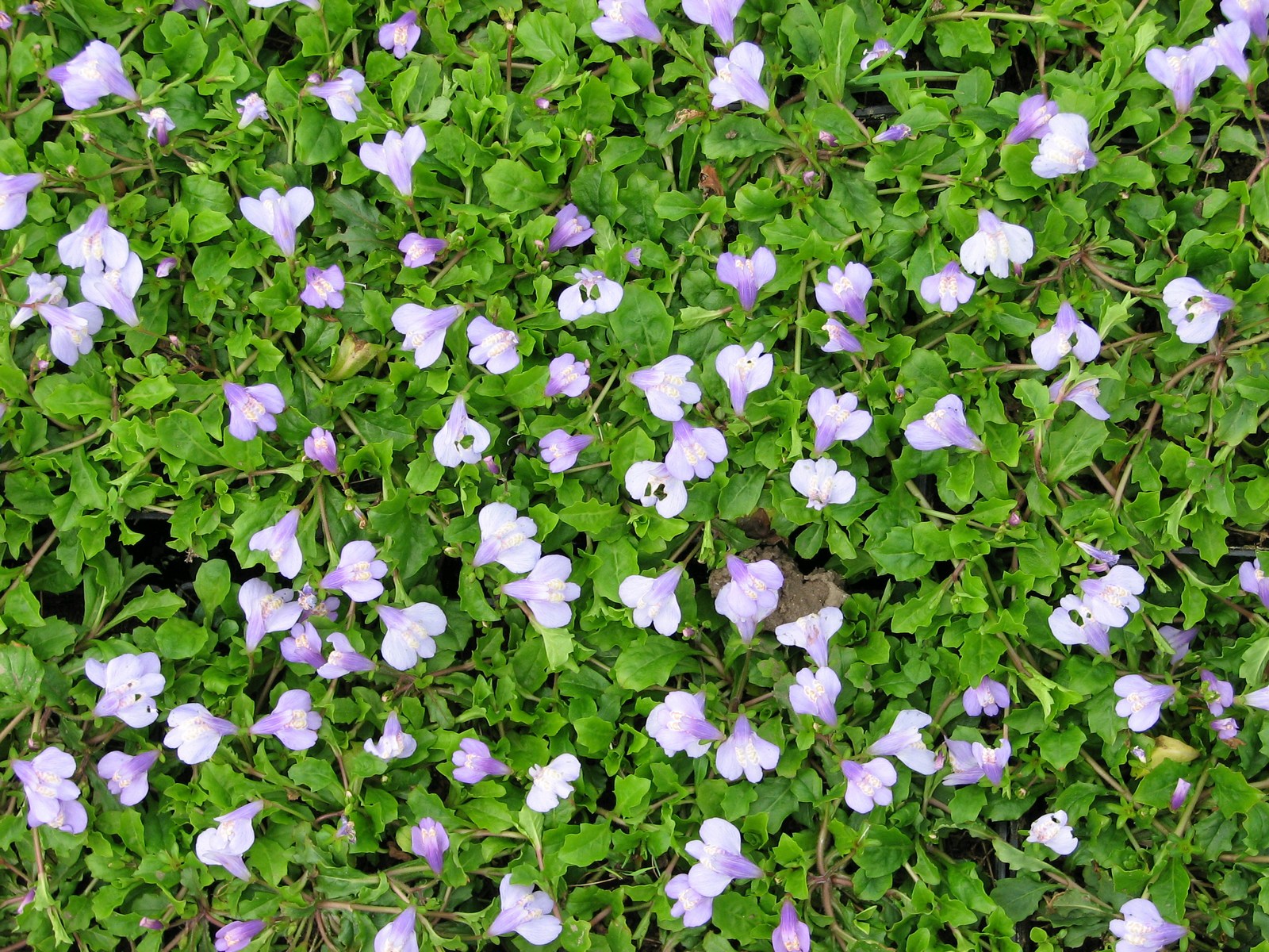Mazus reptans (Chinese marshflower) marginal pond plant