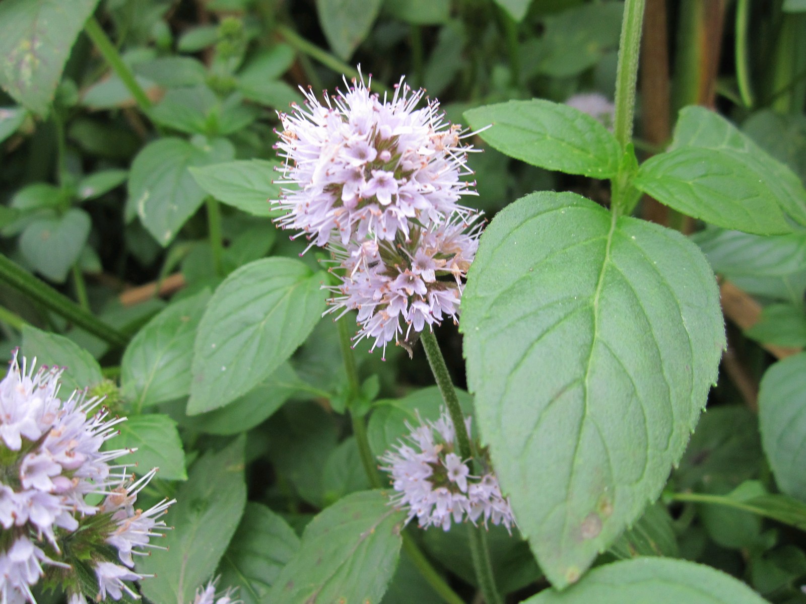 Mentha aquatica (water mint) marginal pond plant