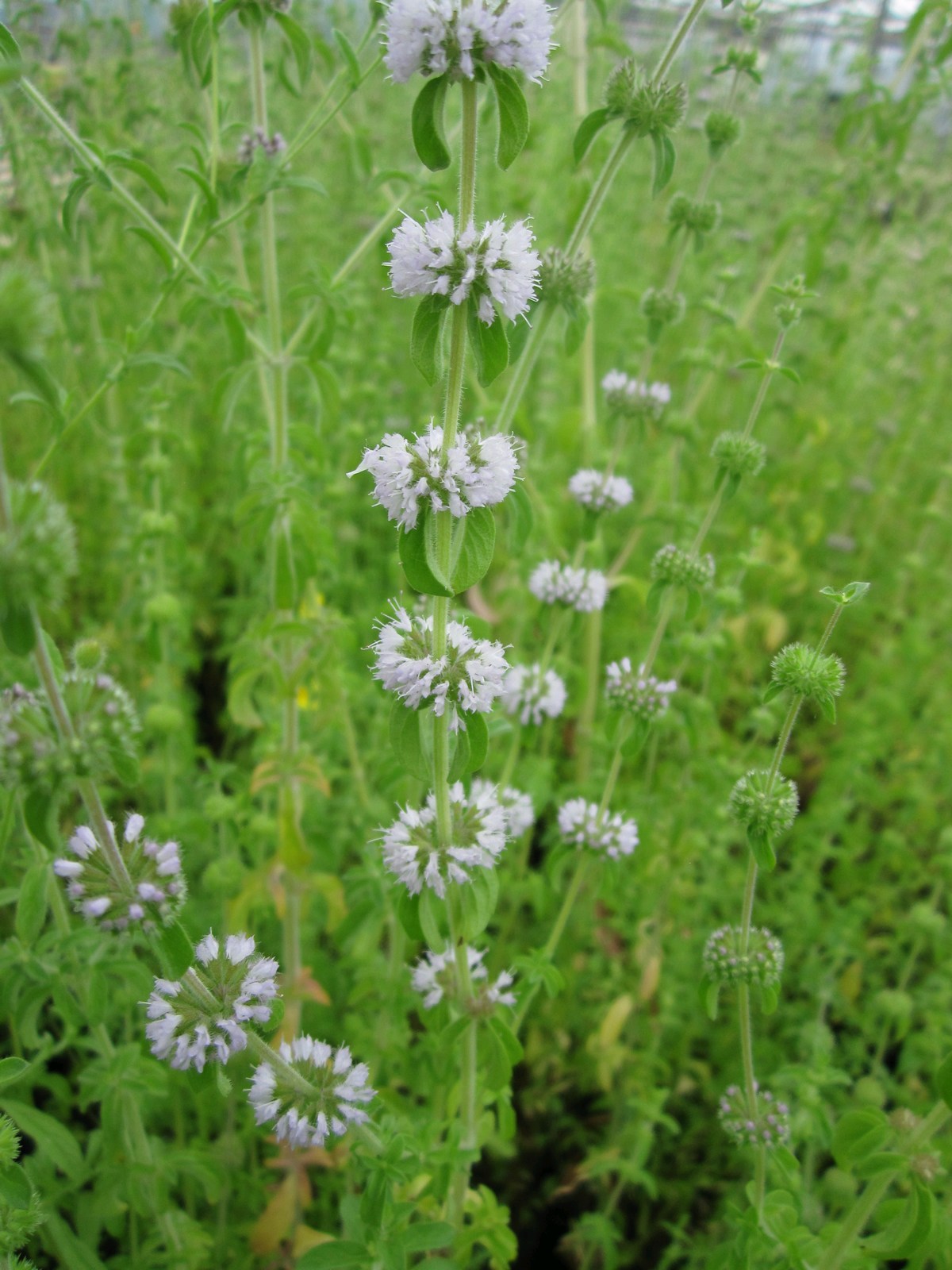 Mentha-pulegium