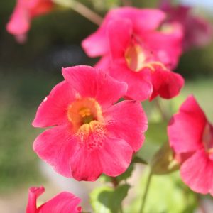 Mimulus cupreus 'Red Emperor'(Roter Kaiser) marginal pond plant