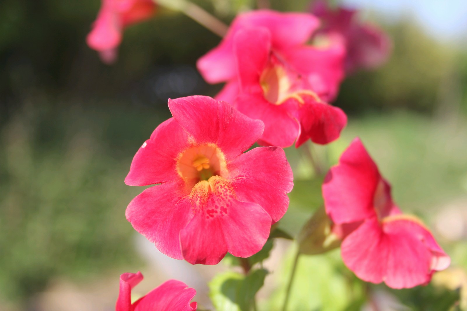 Mimulus cupreus 'Red Emperor'(Roter Kaiser) marginal pond plant
