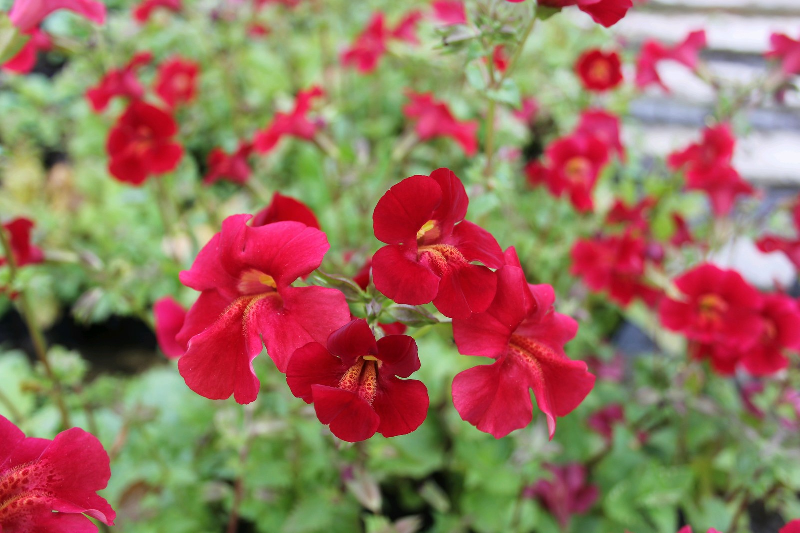 Mimulus-cupreus-_Red-Emperor