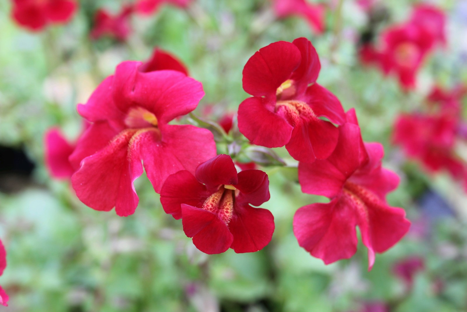 Mimulus-cupreus-_Red-Emperor