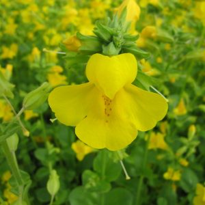 Mimulus guttatus (Common monkey flower) marginal pond plant