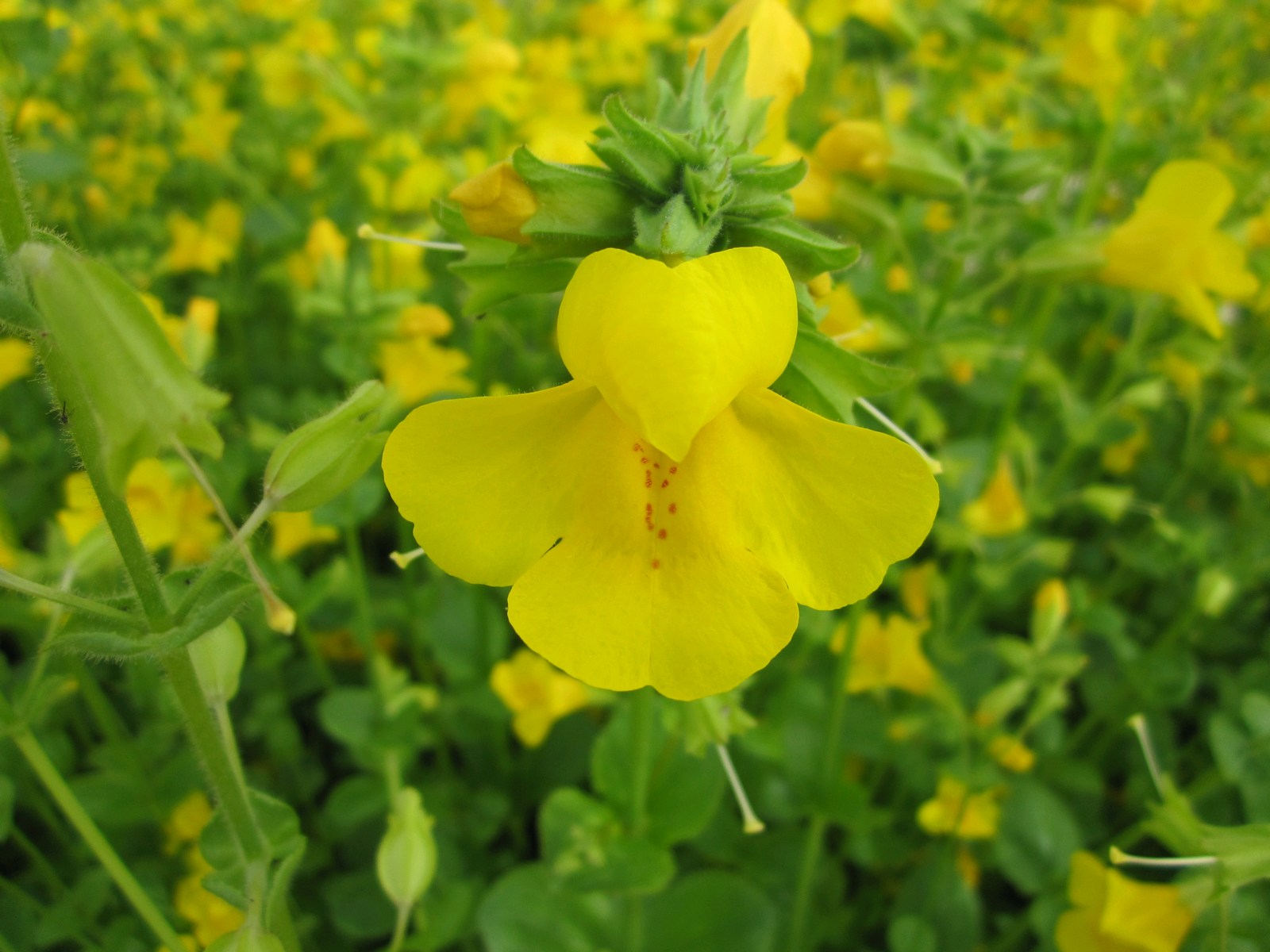 Mimulus guttatus (Common monkey flower) marginal pond plant