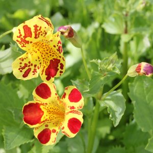 Mimulus luteus 'Queens Prize' marginal pond plant