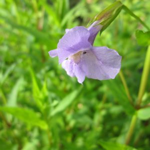 Mimulus ringens (Lavender musk) marginal pond plant