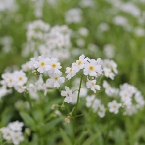Myosotis scorpioides 'Snowflakes' (White water forget-me-not) marginal pond plant