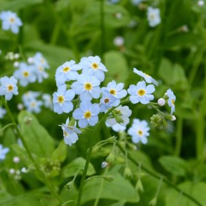 Myosotis scorpioides ("Water forget-me-not") marginal pond plant