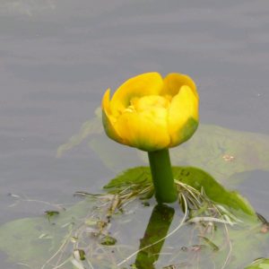 Nuphar lutea ("Brandy bottle Yellow water lily")