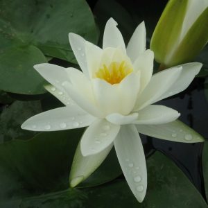 white-water-lily