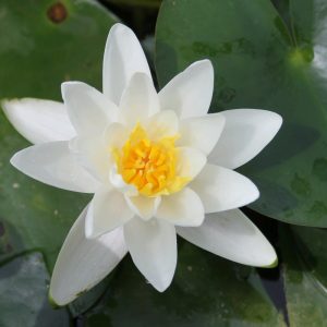 Nymphaea Albatross - Medium water lily