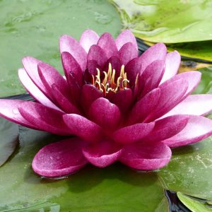 Nymphaea Almost Black - Medium water lily
