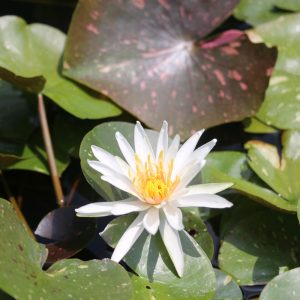 Nymphaea Arc-En-Ciel - Medium water lily