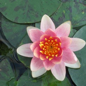 Nymphaea Aurora - small water lily